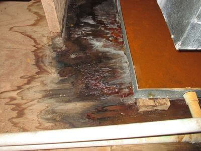 About Paramount CA Mold Remediation Pros - mold remediation experts in Paramount